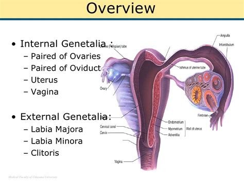 video of vaginal|Female Genital System (Internal & External) .